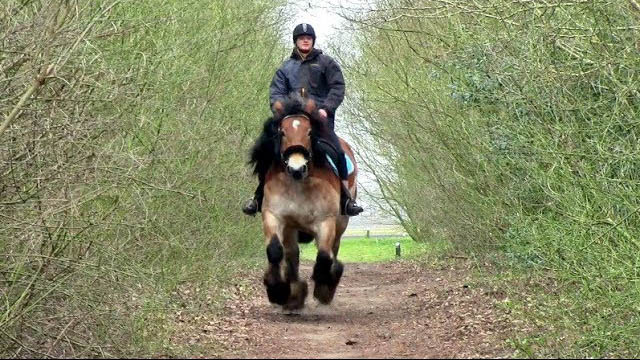 Dutch Draft Horse - Maarten